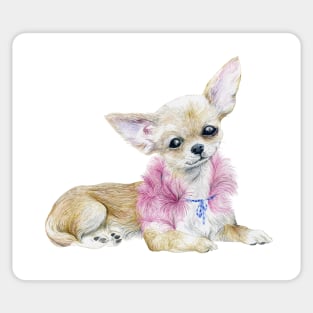 Chihuahua In rose boa Sticker